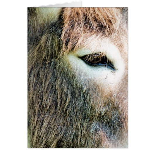 CARTE DONKEY (Devant)