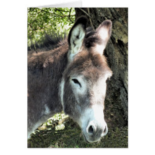 Carte DONKEY