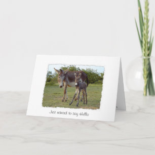 carte donkey new born