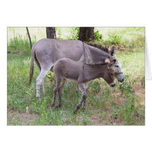 Carte Donkey Zonkey