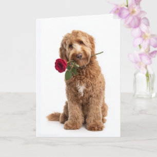Carte Doodle Saint-Valentin – Douces Boucles, Amour Véri