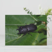 Carte Dorcus parallelipipedus, le moindre dendroctone du (Debout devant)
