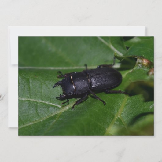 Carte Dorcus parallelipipedus, le moindre dendroctone du (Devant)