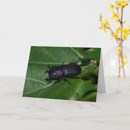 Carte Dorcus parallelipipedus, le moindre dendroctone du (Fleur jaune)