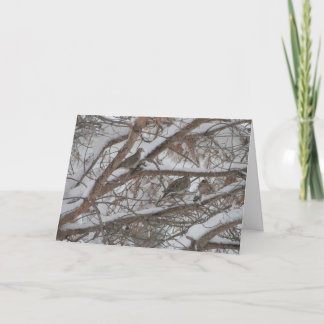 Carte Doses Dans Le Pin Neige