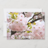 Carte Double Cherry Blossom: Oh-jochin (Devant)