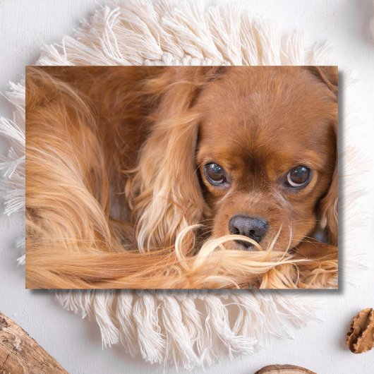 Carte Douce Ruby Cavalier King Charles Spaniel