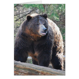 Carte d'ours
