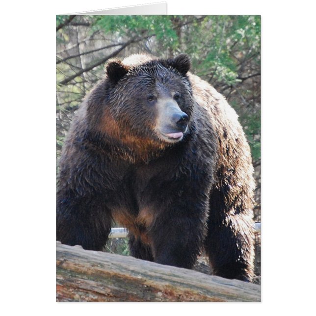 Carte d'ours (Devant)