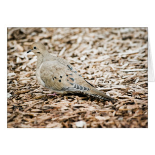 Carte Dove 3 en deuil