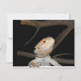 Carte Dragon barbu 2