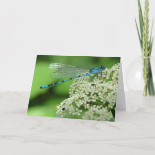 Carte Dragonfly