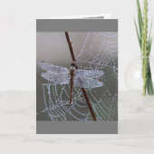Carte Dragonfly Dragonflies Signification (Devant)