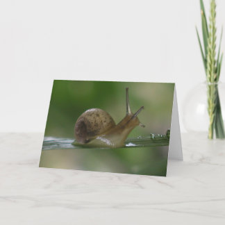 Carte Drat ! Tard De Nouveau.