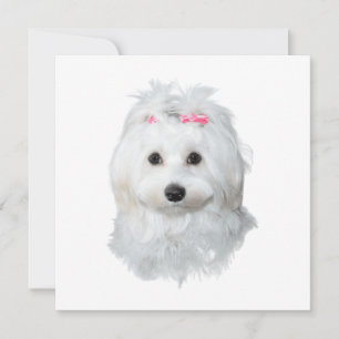 Carte Dreamy Maltese Delicious Pup