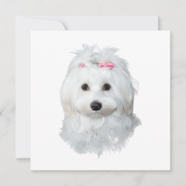 Carte Dreamy Maltese Delicious Pup (Devant)