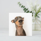 Carte Drôle mignon Doberman Chien Chien Chien Chien (Debout devant)