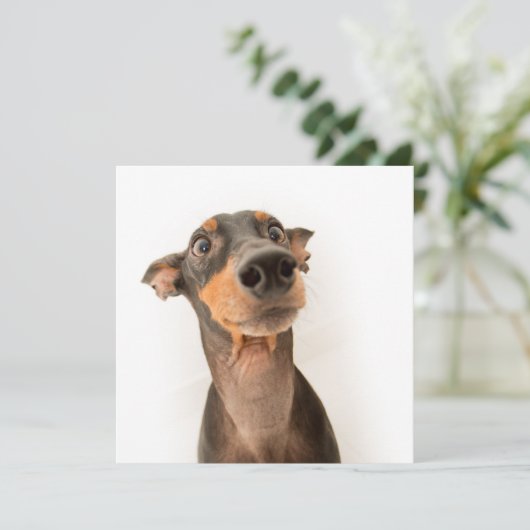Carte Drôle mignon Doberman Chien Chien Chien Chien (Debout devant)
