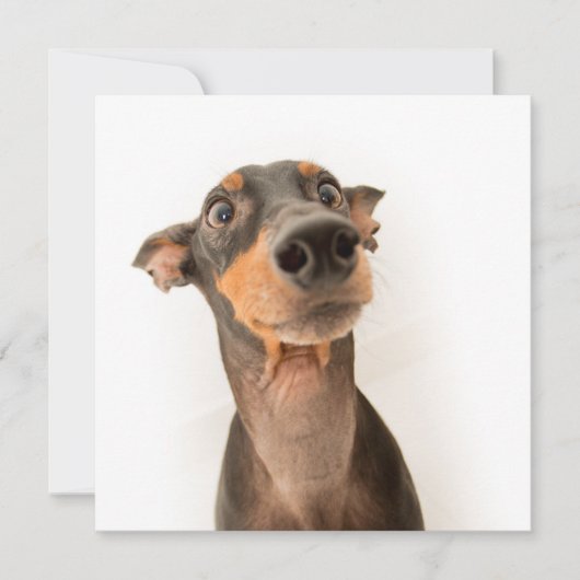 Carte Drôle mignon Doberman Chien Chien Chien Chien (Devant)