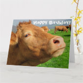 Carte Drôle Vache mignonne Joyeux Anniversaire (Fleur jaune)