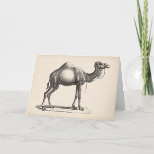 Carte Dromedary Sketch