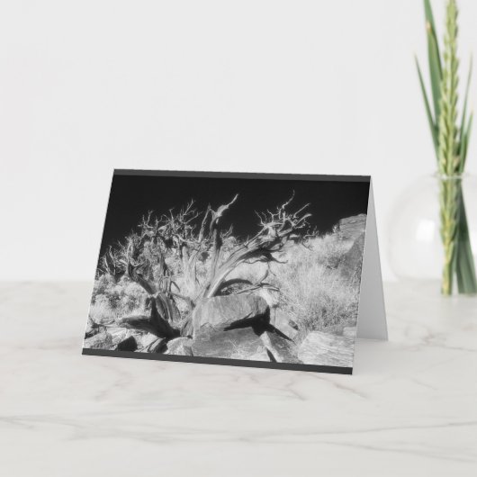 Carte Dry wood landscape (Devant)