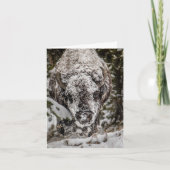 Carte du Bison enneigé Grand Teton (Devant)