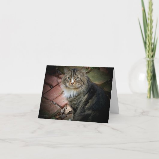 Carte du chat des forêts norvégiennes (Devant)