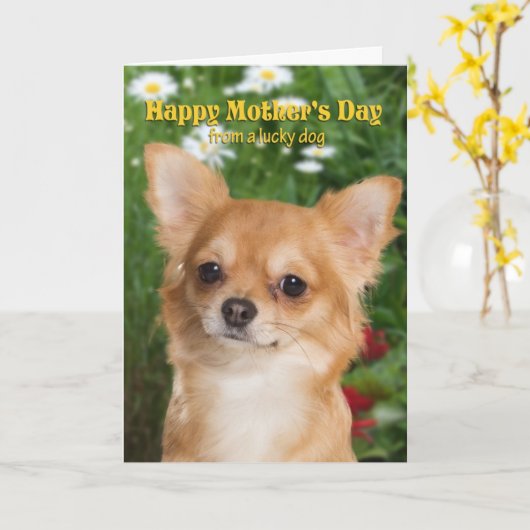 Carte du jour de mère de chiwawa (Fleur jaune)