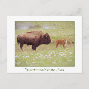 Carte du parc national de Yellowstone avec bison e