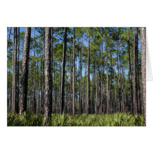 Carte du sud de forêt