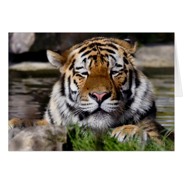Carte du tigre de Zambar (Devant horizontal)