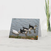 Carte Ducks (Devant)