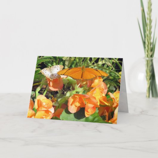 Carte Dyas Julia et White Peacock Butterflies Salutation (Devant)