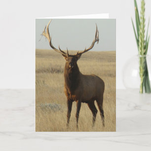 Carte E13 Élan mâle Herbe dans les cornes