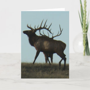 Carte E14 Bois de Cerf Élaphé à l'Horizon Silhouette