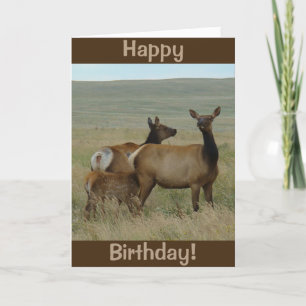 Carte E61 Cow Elk and Calf