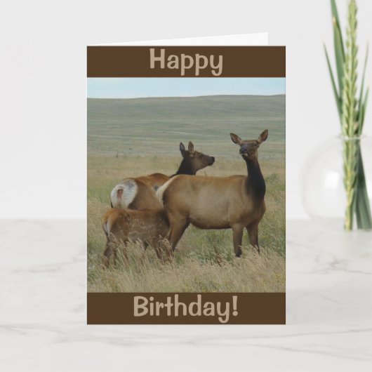 Carte E61 Elc et veau de vache (Devant)