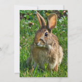 Carte Eastern cottontail rabbit (Dos)