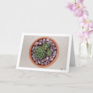 Carte Echeveria Purpusorum, Plante succulent