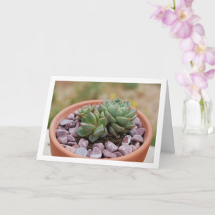 Carte Echeveria Purpusorum, Plante Succulente