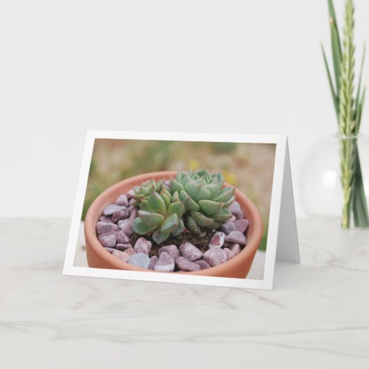 Carte Echeveria Purpusorum, Plante Succulente (Devant)