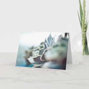 Carte Echeveria succulent