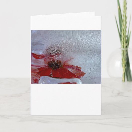 Carte Échinacée dans la glace, (Devant)