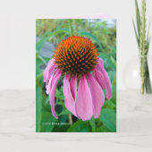 Carte Échinacée rose (Devant)