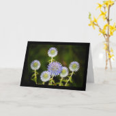 Carte Echinops Sphaerocephalus, Chardon-globe glanduleux (Fleur jaune)