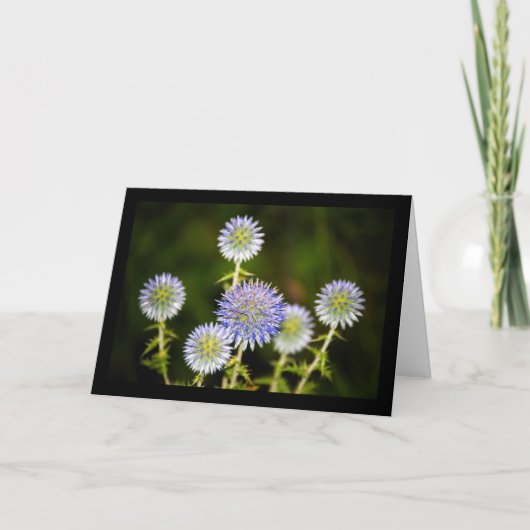 Carte Echinops Sphaerocephalus, Chardon-globe glanduleux (Devant)