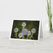 Carte Echinops Sphaerocephalus, Globe-thistle glanduleux (Devant)