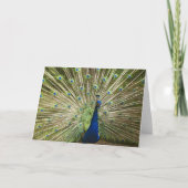 Carte Écran Peacock (Devant)