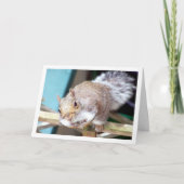 Carte Écureuil à la clôture (Devant)